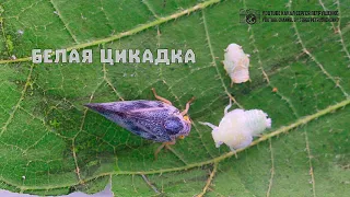 Очередной американец захватывает Россию и всю Европу. Белая цикадка. // Clever Cricket
