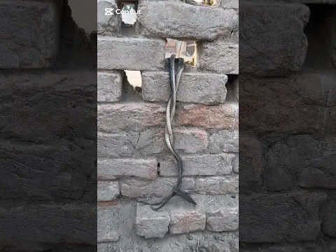 Snake Rescue Attempt | Safe Handling Village Area #shorts