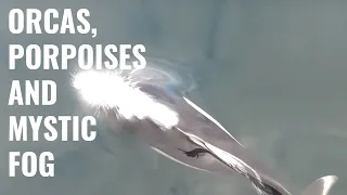 Orcas, Porpoises and Mystic Fog in British Columbia