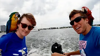 Living and Sailing With Macaws | Sailing Wisdom [LIVE]