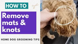 How To Remove Knots And Mats From Your Dog s Coat At Home