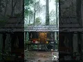 Download Lagu HUJAN || Keheningan di tengah hutan #hujan #shorts #rainsounds #rainsoundsforsleeping