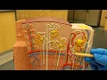 Urinary System Model