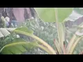 ROPANG - DENNY CAKNAN FT. NDX AKA - FULL ALBUM 2025 - LAGU JAWA TERBARU VIRAL