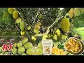 Download Lagu MENGINTIP PROSES PERTANIAN NANGKA THAILAND | RAHASIA BUAH BESAR BERKUALITAS TINGGI