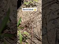 Fastest Spider you ve ever Seen