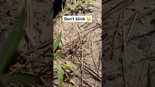Fastest Spider you ve ever Seen