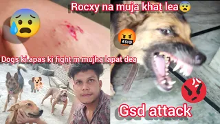 Download Dogs Ki Apas Ki Fight M Mujhe Lapat Dea || Roxy N Mujhe Kyu Bite Ki  || Gsd Attack 😰 MP3