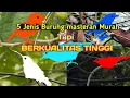 Download Lagu 5 Jenis Burung Masteran Murah Tapi Berkualitas