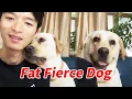 Download Lagu The Seventh Princess Has Become A Fierce Dog That Is Included In The List Of Banned Dogs? ! ! ! It's