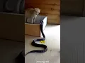 Download Lagu This Is Why Snakes Lose To Cats In Every Fight #shorts
