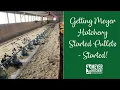 Getting Meyer Hatchery Started Pullets - Started