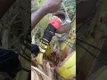 Download Lagu coconut toddy 🥥🥥#trending #viral #nature #shorts #cute