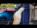 Download Lagu Suara Cendet Gacor Toet toet Efektif Anti Gagal Bikin Cendet Malas pun Langsung Nyaut Bunyi Seketika