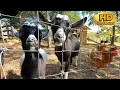 Entertain your Cat Dog 10 HOURS of Baby Goats Chickens Dog TV Cat TV Pet Enrichment