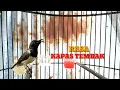 Download Lagu Burung sogon ontong bongkar isian|rasa kapas tembak
