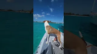 Coconut hunting with our Boat Dogs #shorts #sailing ⛵🐕