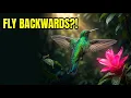 The ONLY Bird That Flies Backwards Hummingbird Facts Tiny Wonders Nature