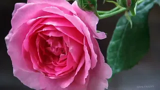 Hе та ружа що за садом 