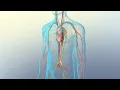Lymph and Lymph Node Circulation