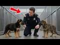 Two Shelter Puppies Tried to Win a Police Officer s Attention But He Could Only Choose One