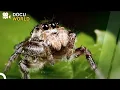 Download Lagu The Unseen Terrors: Exploring a Hidden World | Wild Ones