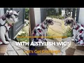 Easy Transformation DIY Stylish Wig for your Cat in 5 simple steps