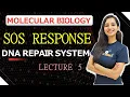 SOS RESPONSE DNA REPAIR LECTURE 5 Molecular Biology Dna Repair System