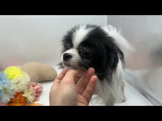 動画