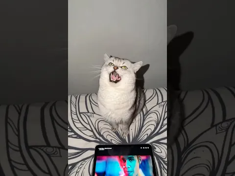 What Do You Mean? ft. Barking Cat