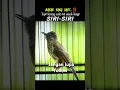 kicau burung siri siri