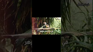 أجمل أناشيد الزمن الجميل يا إلهي شدى بحبك متيم العزي المسوري أناشيد هادئة روحانية 