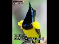 Download Lagu Masteran tembakan sogok ontong [sogon] suara jernih Terbaru!!!