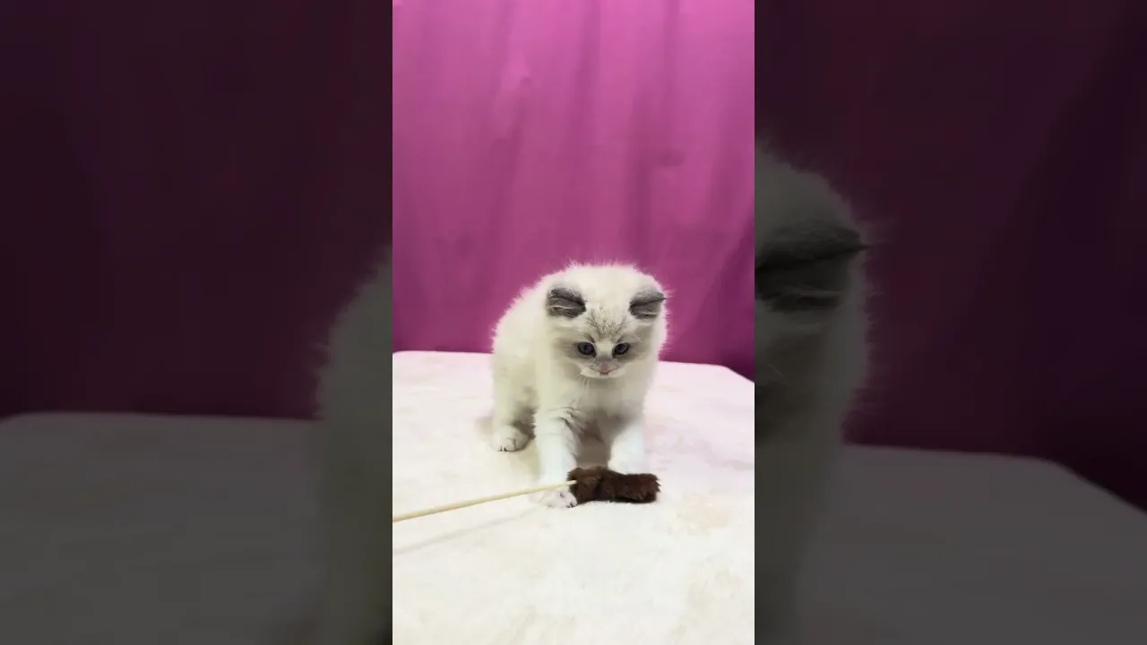 動画