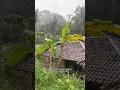 Download Lagu Ini adalah sebuah desa di pedesaan Cianjur, Indonesia