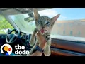 Lagu We Got A VERY Cute Update To This Viral Story | The Dodo