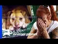 After 13 Years At Villalobos Summer Finds Her Forever Home Pit Bulls Parolees