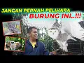 Download Lagu BURUNG INI GAGAH MAKSIMAL..!!!TAPI JANGAN PERNAH DI PELIHARA..!!!