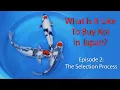 Download Lagu What Is It Like To Buy Koi In Japan? Episode 2 - The Selection Process