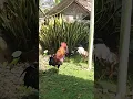 Download Lagu Kepak sayap dulu biar gak pegel #ayam #ayamberkualitas #chicken #ayamjago