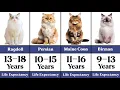 Life Expectancy of Different Cat Breeds