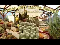 Discover Tucson s Best Cactus Nursery Rare Plant Tour Plant Shopping