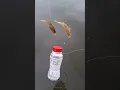 Download Lagu Mancing ikan besar umpan ikan hidup#fishing #fish #carpfishing