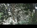 Download Lagu Kebon dukuh 130 bata 1830m2 sertifikat  dijual 65 jt