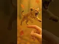 Download Lagu Cutest Little Animals in the World 🐾 | Try Not to Say Aww!