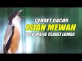 Download Lagu CENDET GACOR ISIAN MEWAH MATERI GANTANGAN COCOK UNTUK BURUNG BAHAN CALON JUWARA