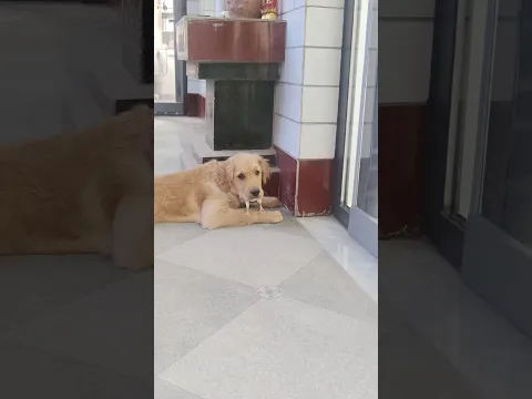 Dogs vs. Everyone πΆπ€£#funnyanimals #fyp #dog #pet #usa