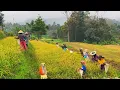 Download Lagu Pagi Yang Dirindukan Di Desa, Tenang Dan Bikin Damai | Suasana Pedesaan Jawa Barat Garut Banjarwangi