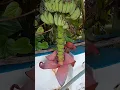 Download Lagu காரியம் முடிஞ்சு போச்சுன்னா cutting தான் @palathumpaththum #shortsfeed #shortsviral