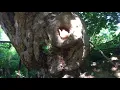 Download Lagu Abandoned village in Bulgaria | Изоставено село в Южна България